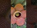 the world s largest flower that smells like rotten meat