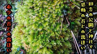 田舎の公園と神社は苔の楽園です