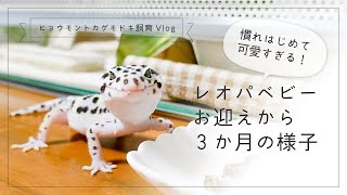 慣れはじめて可愛すぎる！レオパベビーお迎えから３か月の様子【ヒョウモントカゲモドキ飼育Vlog】