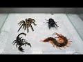 Scorpion Tarantula Centipede Black Titan Bug