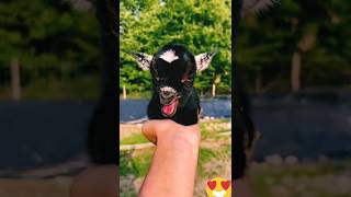 Most Funny and Cute Baby Goat Videos Compilation#goat #viral #shorts