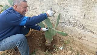 طريقة زراعة الصبر _ التين الشوكي(3) .How to plant Prickly Pear Cactus