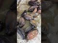 oozing orange footed sea cucumbers in maine