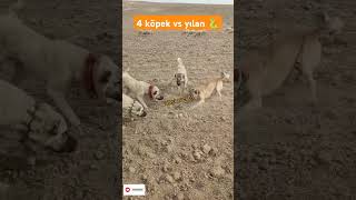 4 Kangal vs yılan karşı #belgesel #eşek #boğa #kartal #kaplan #ayi #atm #cita #kurd #köpek #önecikar