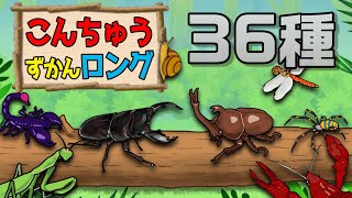 【子供向けアニメ】昆虫図鑑まとめ〈カブトムシ、クワガタ、スズメバチ、アメリカザリガニ、ヘラクレスオオカブト、オオカマキリ〉【こんちゅう・虫】insect beetle stag animation