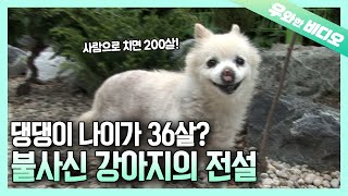 36-Year-Old GrandDoggo! All the Pet Lovers' Dream DNA Holder!