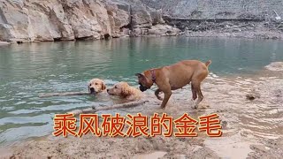 5条狗为什么只有金毛不怕水？拳师犬这次敢下吗？结果很失望去【灵溪庄主】