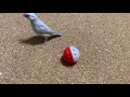 ボール遊びが大好きなぴよまる 玉乗り文鳥 ～愛文鳥日記その２３～