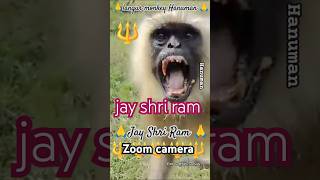 Jay Shri #Ram #langur monkey #Hanuman ji 🙏 edit by @faltu.Comedy