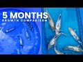 Insane Koi Growth Comparison After Only 5 Months