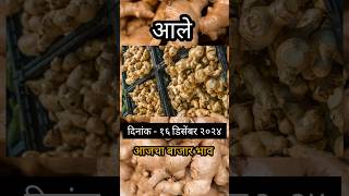 Ajche adrak bajar bhav|आजचे आले बाजार भाव|ginger price #adrak #आले_बाजार_भाव #आले