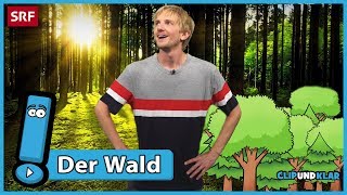 Was macht der Wald? | SRF Kids – Clip und klar! | Für Kinder erklärt