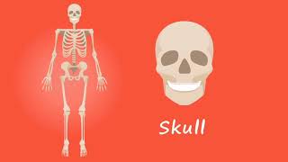 Human Skeletal System | Yoga Anatomy | Yograja