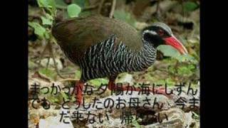 ヤンバルクイナの子守唄　(Lullaby of Gallirallus Okinawae)