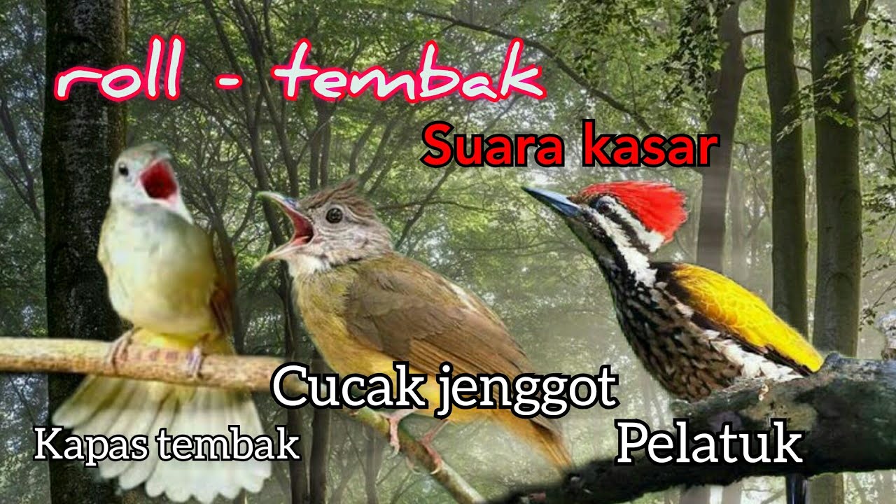 Pelatuk Vs Cucak Jenggot Vs Kapas Tembak || Masteran 3 In 1 Terbaik ...