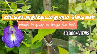 வீட்டில் அதிஷ்டம் தரும் செடிகள்| தமிழில்-plants to grow in house for luck