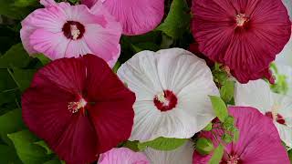 Roberta's 3-Piece Luna Series Hardy Hibiscus Live Plants on QVC