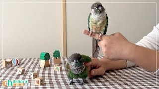 ウロコインコ：チビハル 【コンパニオンバードの取材風景】 Conure: Coverage bird magazine, of \