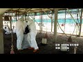 彰化又傳h5n2禽流感疫情 竹塘鄉一處土雞場撲殺逾1千8百隻雞