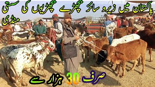 Sahiwal Cholistani Zero Size Latest Bachra Price In Luddan Mandi | Bachra Farming