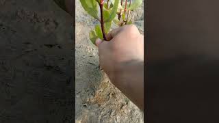 Mangrove Forest || নদীর চর থেকে কেওড়া গাছ উঠাইলাম। #tree