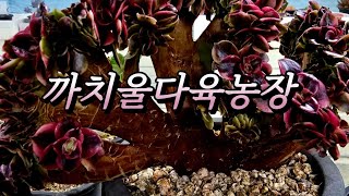 2/14 금요일, 행복한 불금되셔요~♡까치울다육 시흥시죽율로16 010-8648-2718