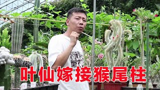 猴尾柱不長“長毛”？如果做好這幾點，不僅白毛長，而且四季開花【養花匠小齊】