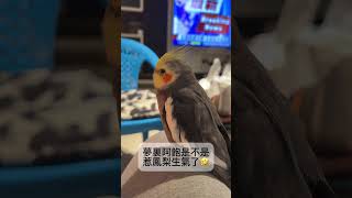 我懷疑鳳梨在說夢話🤣 #太平洋鸚鵡阿飽 #玄鳳鸚鵡鳳梨 #parrot #鸚鵡