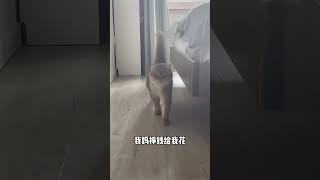 我是猫咪小渣渣🐈，每天不挣光花~但我怎么觉得这么可爱啊😍~ #cute #cat