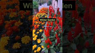 Winter Garden | Winter flowers | Crate Garden | Celosia | French Marigold #shorts #trending #yt