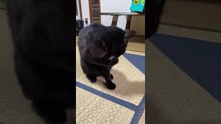 【開運祈願】招き猫になった黒猫ジッくん#黒猫ジッくん #黒猫の日常 #shorts #まねきねこ