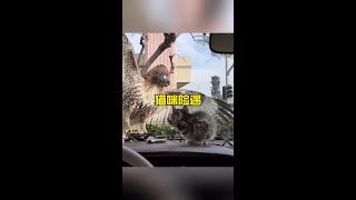 貓咪被老鷹伏擊#野生動物零距離 #內容啟發搜索 #神奇動物在抖音