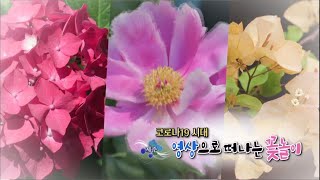 생생3道 '코로나 19 시대 영상으로 떠나는 꽃놀이' [KBS 제주]