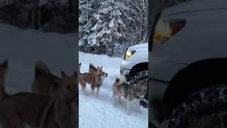 Наш любимый зимний квартет БЛВС-они же Буся,Лиса,Вольф,Скай🐕🐕‍🦺🦮🐩#shorts#