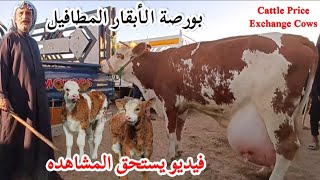 الجمعة 6/9/2024 بورصة أسعار المواشي في العراق الأبقار المطافيل الحليب الجني البصرة