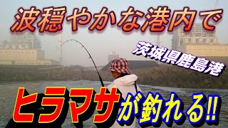 【鹿島港内マル秘ポイント？】港内でヒラマサが釣れるってホント？