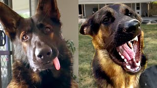 German Shepherds Are Hilariously Cute | Funny Pet Videos