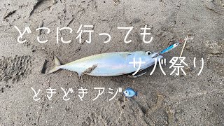 どこの海岸でもサバがいます。ときどきアジも🐟