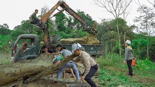 A rare tree with a lifespan of up to 1000 years. Will it bring surprises to engineers?.