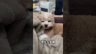 【可愛いわんこ】癒しの笑顔。ショートじゃない動画もあげたから見てね。