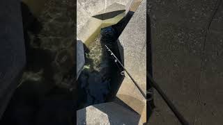 【穴釣り】巨大テトラの隙間から 穴釣り最高 holefishing #fishinglife