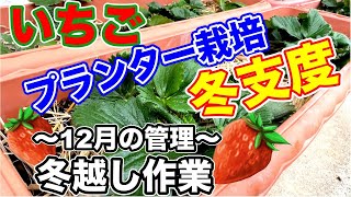 イチゴのプランター栽培。12月って何をすればいいの？？〜サラリーマンでも出来るいちご栽培シリーズ〜