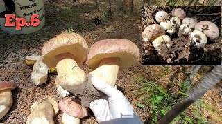 (Ep.6) 9.5.2020เก็บเห็ดผึ้งหวานในอเมริกา/Picking King boletes Ca, USA