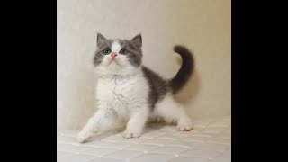 ブリティッシュショートヘアー子猫　British Shorthair　2024.10.18産まれ　ブルー\u0026ホワイト　男の子　シーダキャット猫のお店