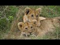 wild babies 4k amazing world of young animals with relaxing music good music for the heart