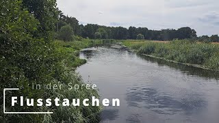 Flusstauchen in der Spree