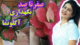 صفر تا صد نگهداری آگلونما :#flowers #plant #گلهای_آپارتمانی #گیاه #گلدان #خاک