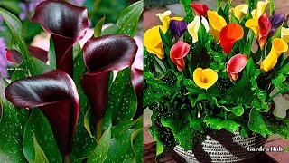 Easiest Way To Buy Online Calla Lily Blub in Cheapest Price || Buy Imported Calla Lily Bulb ||