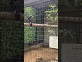 姫路動物園のモモアカノスリの仕草が可愛すぎる shorts