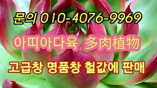 #다육판매 #多肉植物 ##아띠아다육#명풍창 고급창헐값에 판매